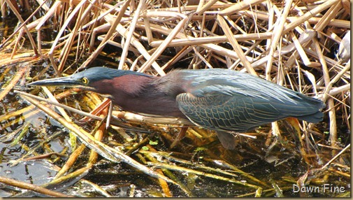 Green Heron (5)