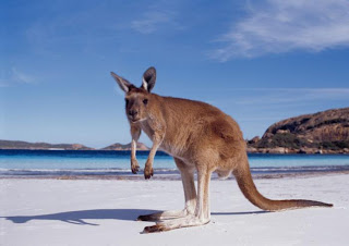 kangaroo without neck funny animal wallpaper