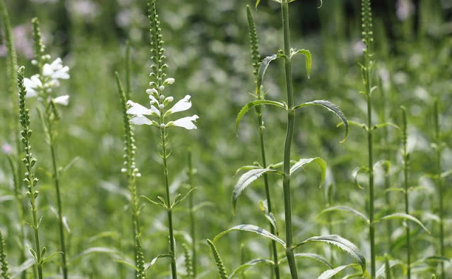 Physostegia Virginiana Flowers Pictures