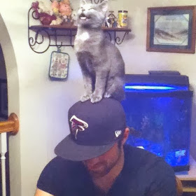 Funny cats - part 79 (35 pics + 10 gifs), cat stands on guy head