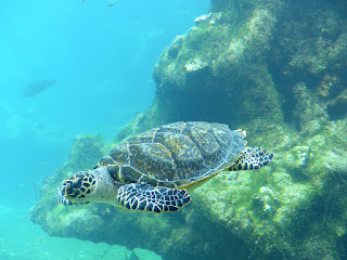 Eretmochelys imbricata - Tortue imbriquée