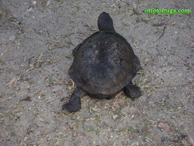 Acanthochelys spixii - Galápago canaleta