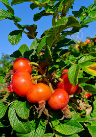 Rose Hips, Rose Hip Recipes