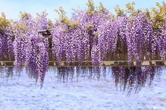 Hitachi Seaside Park Jepang