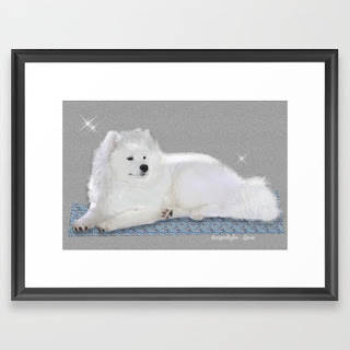 Louie, a young male Samoyed