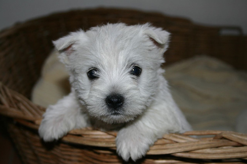 Annie The Westie and Ollie The Border Terrier