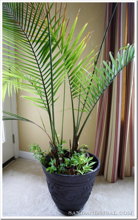 Palm with annuals  (663x1024)