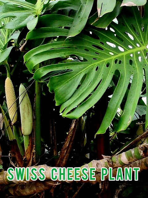 Swiss Cheese Plant [Monstera deliciosa] Shade plant