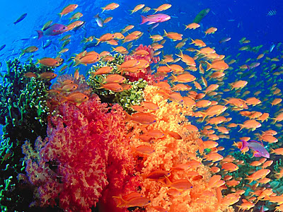 wallpapers underwater. Desktop Backgrounds Underwater