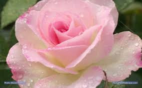 Rose wallpapers,(Rose photos,Rose pics,Rose pictures,Rose images,Rose day wallpapers,Flawers HD wallpaper)