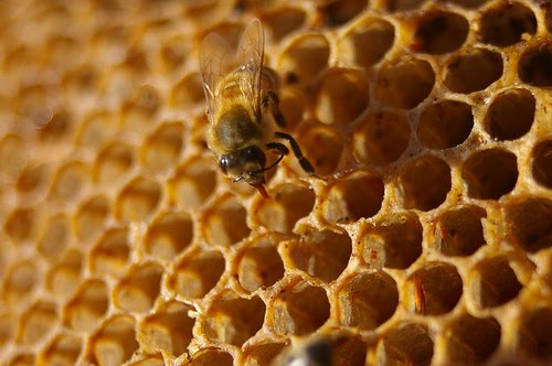 Androidの次期最新バージョン「Honeycomb」のリリースは2011年3月？