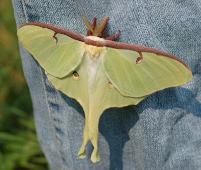 Luna moth with wings spread