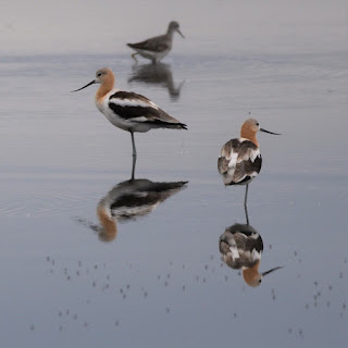 American Avocet Yorkton Saskatchewan.