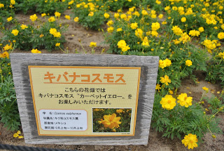 国営ひたち海浜公園_黄色のキバナコスモス