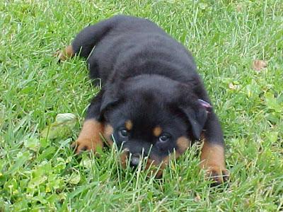 Rottweiler-Puppy-Photos