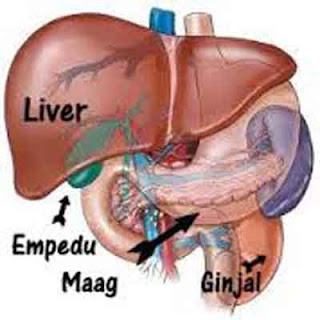 Khasiat Temulawak Buat Penyakit Lever