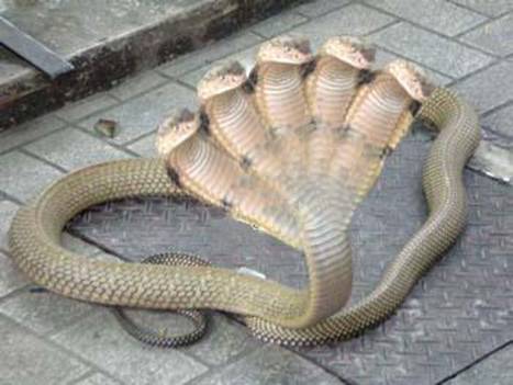 Welcome To Abi's Blog: 5 Headed snake in India