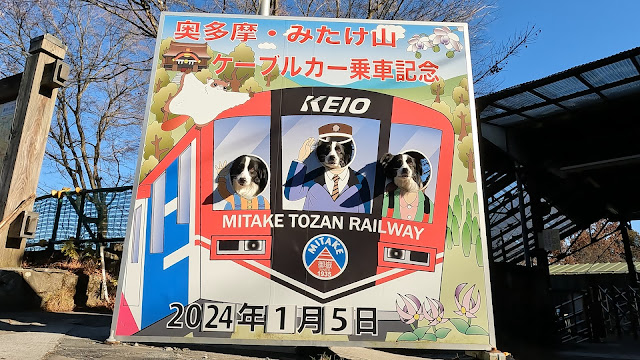 保護犬 ボーダーコリー トーマ 御岳山