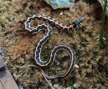 Black+Garter+Snake Amazing Colorful Snakes   Most Beautiful Venomous Snakes of the World