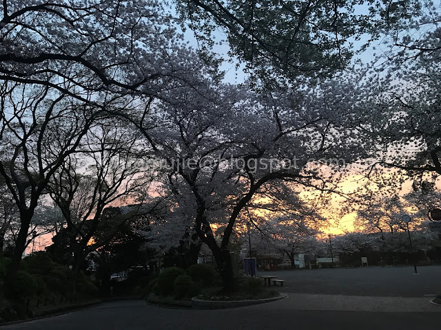 Japan cherry blossoms