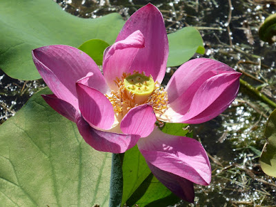 山田池公園 蓮の花