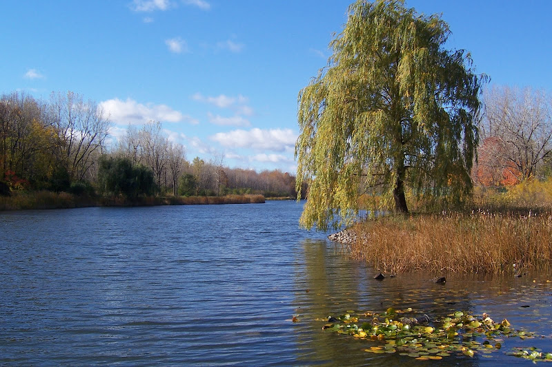 2007 Montreal, Angrignon park, pond © gelisa