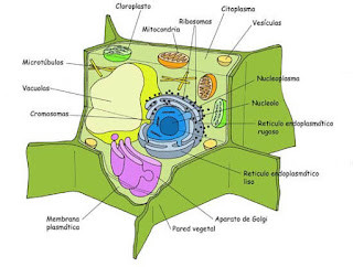 orgánulos de la célula vegetal