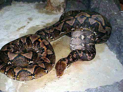 Anaconda eating a Pig