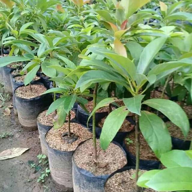 bibit pohon alpukat pluwang cepat berbuah dalam pot Bangka Belitung