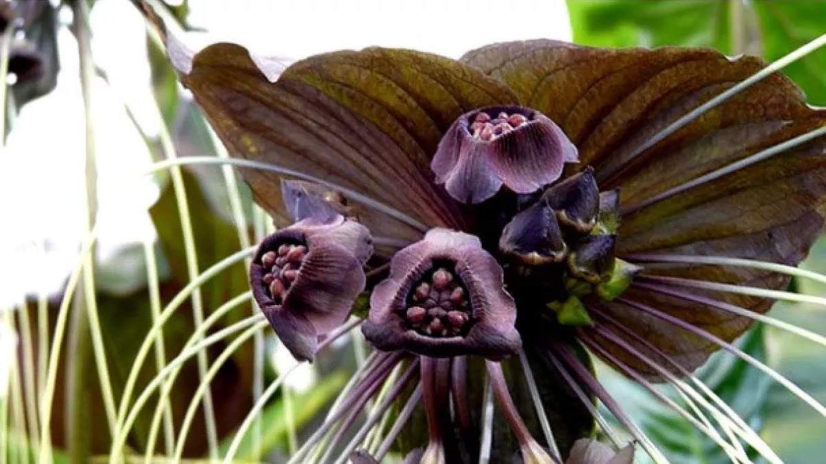 Flor-morcego ou Tacca chantrieri Planta-morcego, Orquídea-morcego,  Flor-negra, Bigodes-de-gato