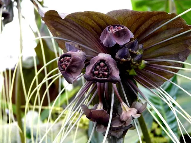 Flor-morcego ou Tacca chantrieri Planta-morcego, Orquídea-morcego, Flor-negra, Bigodes-de-gato