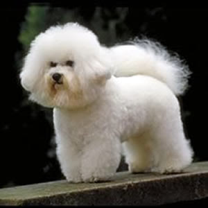 Bichon Frise