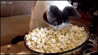 Crazy Cat GIF • Ingenious cat warms his face in popcorn. He likes it don't try to understand, haha [ok-cats.com]