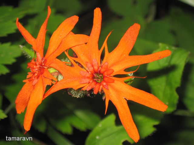 Зорька сверкающая (Lychnis fulgens)