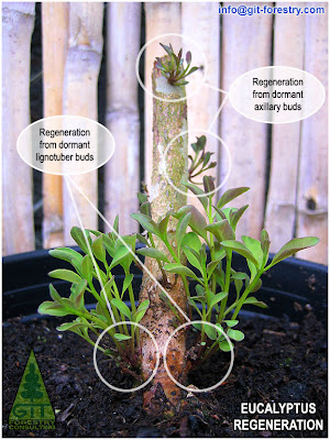 New shoots of coppiced potted cold hardy Eucalyptus blakelyi at nursery / Nuevos brotes de Eucalipto de Blakely recepado en su maceta en fase de vivero / GIT Forestry Consulting, Consultoría y Servicios de Ingeniería Agroforestal, Galicia, España, Spain / Eucalyptologics, information resources on Eucalyptus cultivation around the world / Eucalyptologics, recursos de informacion sobre el cultivo del eucalipto en el mundo