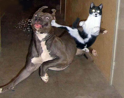 funny dog cat fight ninja style picture