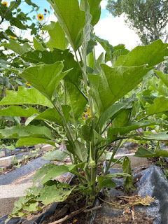 Eggplant Plant Growing