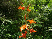 生態園ではホンガンゾウのユリの花が咲いていた