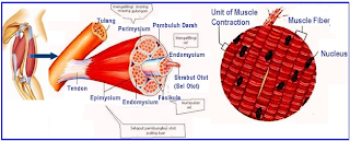 Pengertian, Fungsi dan Ciri-Ciri Otot Lurik