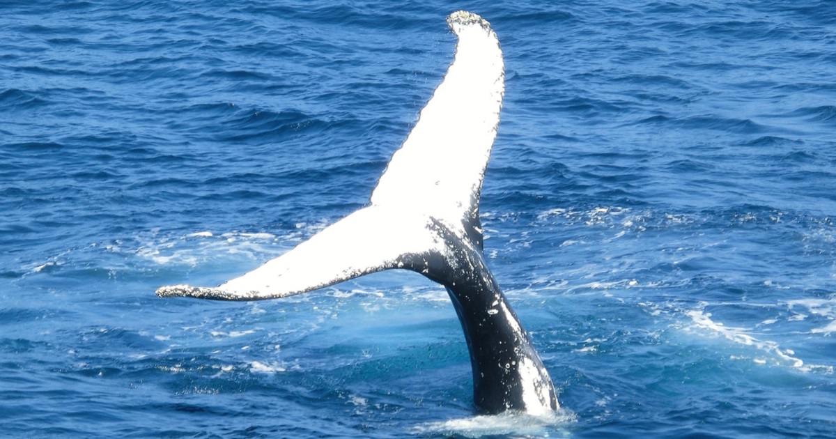Humpback Whale Rebounded From The Brink Of Extinction, With Its Numbers Rising From 450 To Over 25,000