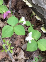 spring flowers by log