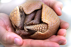 Cute baby armadillo pictures