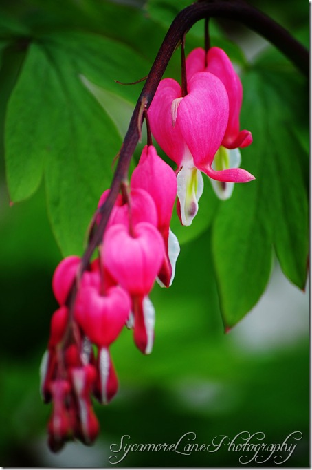 bleeding heart-w