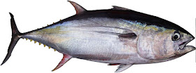 albacore-tuna-USA-canada-fish-with-omega-3-fatty-acids-list-picture