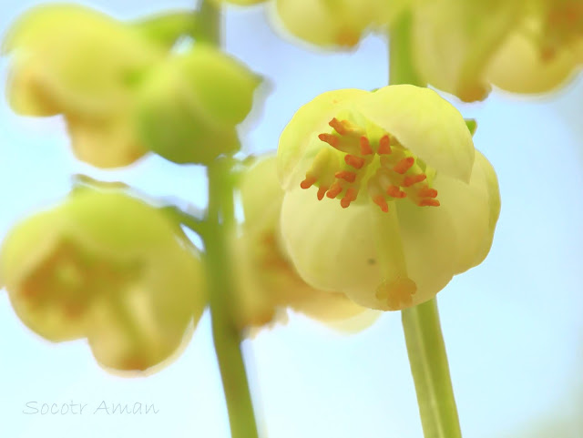 Pyrola japonica