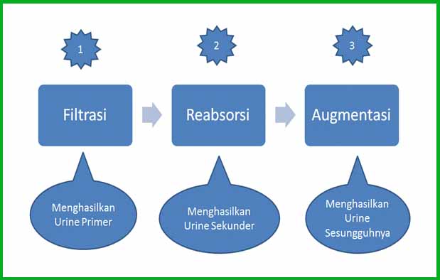 Proses Pembentukan Urine