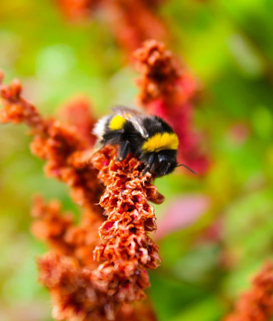 Bee on flower Dan Kenny