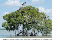 White Mangrove Tree with Ospreys and Cormorants