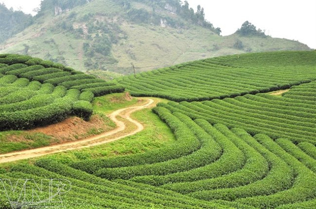 Green tea fields in Moc Chau Plateau