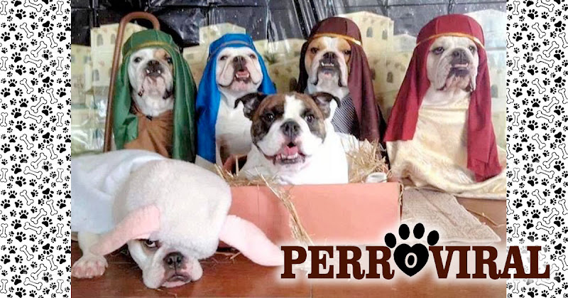 Un Pesebre hecho con adorables perros le da la vuelta a Internet